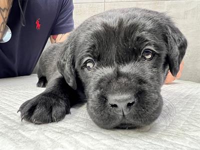 Cuccioli di Razza Labrador, colore nero - Anteprima 1