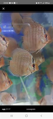 Discus Henckel cross puri 7cm