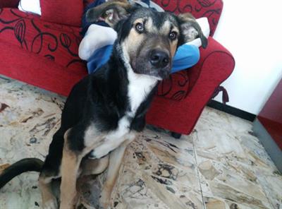 Regalo cucciolo incrocio Pastore Tedesco