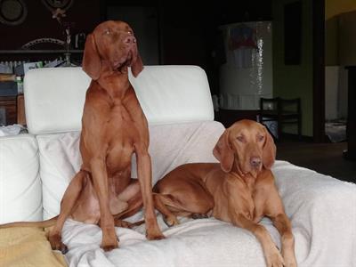 CUCCIOLATA IN ARRIVO DI Magyar Vizsla