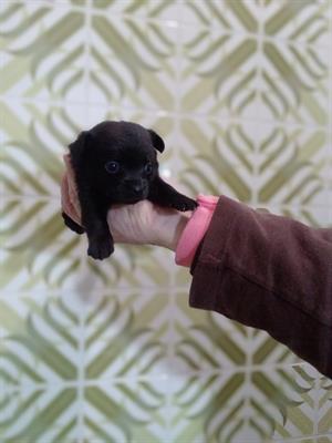 Cuccioli taglia piccola