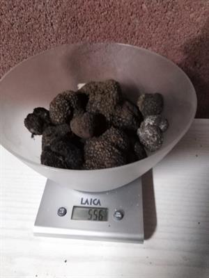 Tartufo Nero Scorzone per addestramento cani