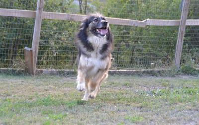 Rocky dolcissimo mix pastore tedesco