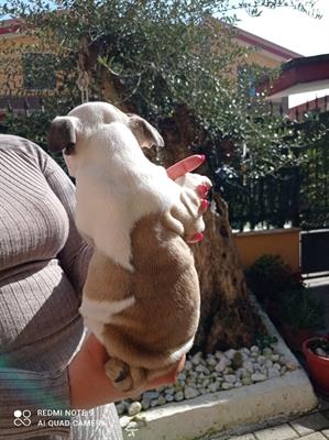 Bulldog inglese