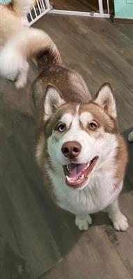 Siberian Husky per monta