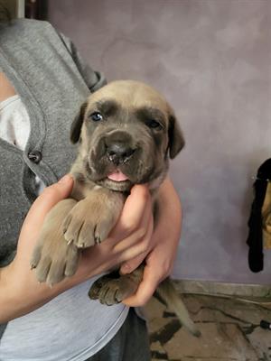 Cuccioli cani corso