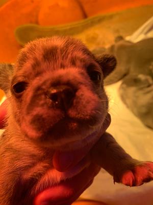 Bulldog francese esotico - Anteprima 1
