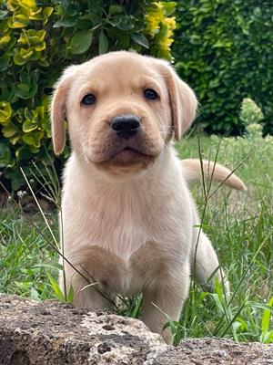 Cucciolo Labrador