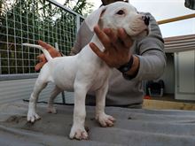 Cuccioli Dogo Argentino