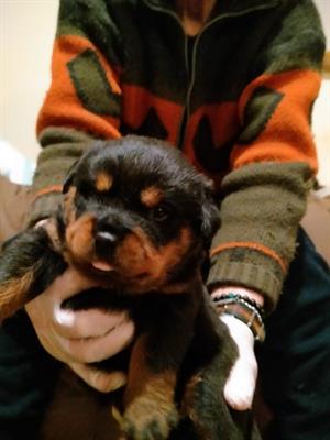 Cuccioli di Rottweiler
