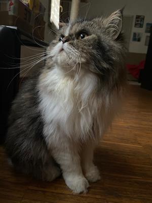 Gatto persiano - Foto 2