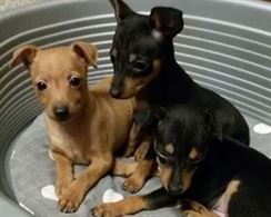Tanti e piccoli pinscher cercano fidanzata