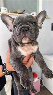 Bulldog francese