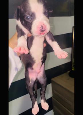 Amstaff nati 29/09