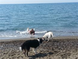 Foto 2 Pensione per 4 zampe