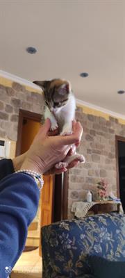 Regalo gattin