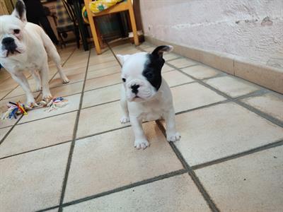 Bulldog francese maschio
