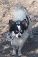 Chihuahua Maschi Come Riproduttori, a pelo lungo - Anteprima 1