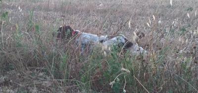 Setter Inglese Grandissimo Beccacciaio - Foto 3