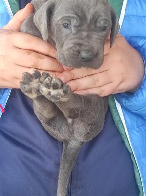 Cuccioli di Cane Corso