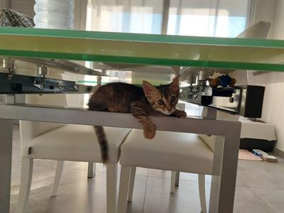 Regalo gattina dolcissima