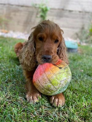 CERCO CAGNOLINA PER ACCOPPIAMENTO