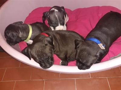Cuccioli Razza Amstaff - Foto 2