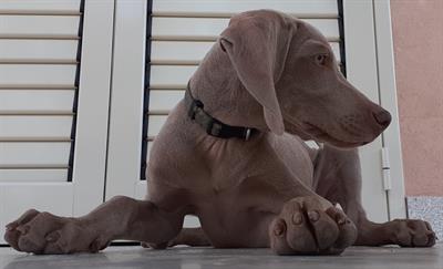 Cuccioli WEIMARANER, genitori visibili - Foto 6