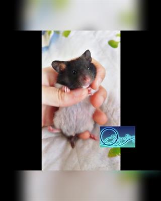 Criceti dorati PANDA naso rosa