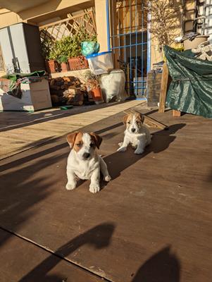 Cuccioli di Razza Jack Russell - Foto 3