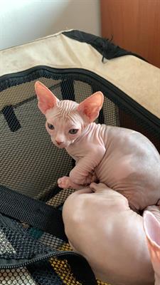 Cucciolo di Canadian Sphynx - Foto 3