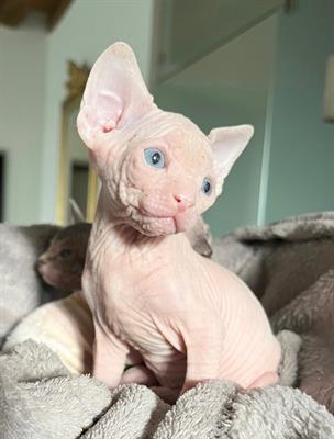 Sphynx cuccioli con pedigree - Foto 4
