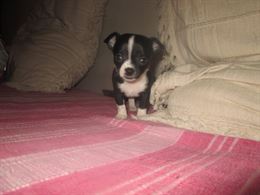 Foto 5 Cuccioli di chihuahua toy a pelo corto