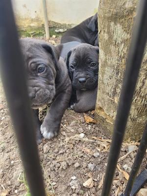 Cucciole di corso