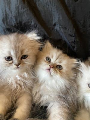 Cuccioli persiani
