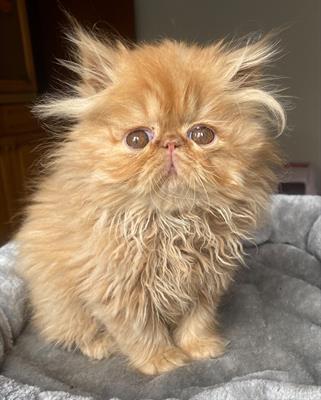 Gatta persiana