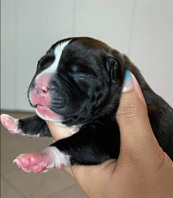 Cucciola di Amstaff Black Disponibile