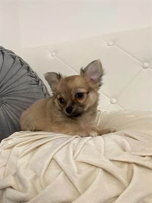 Chihuahua pelo lungo pedigree ENCI