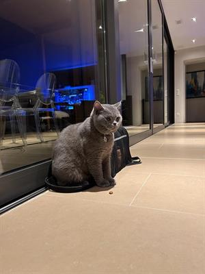 Accoppiamento british shorthair