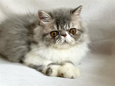 Gatto persiano