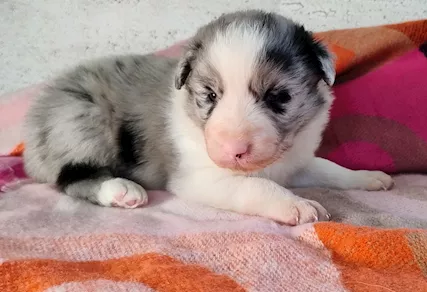 Cuccioli Border Collie - Foto 3