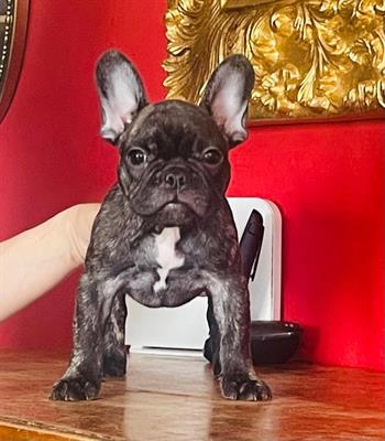 Cuccioli Bulldog Francesi selezionati