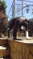 Amstaff 3 femmine