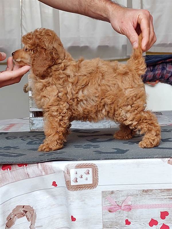 Barbone toy Razza Barboncino - in vendita a Latina