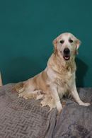 Allevamento Amatoriale di Golden Retriever