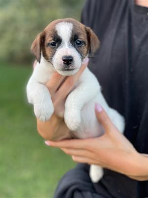 Jack russell terrier, genitori visibili - Foto 5