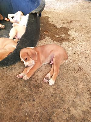 Cuccioli segugio maremmano