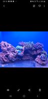 Acquario marino completo