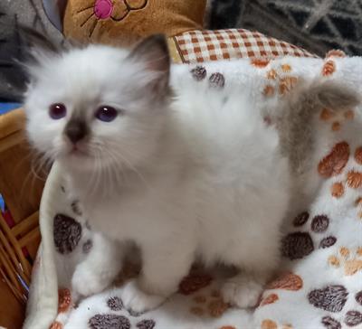 Cuccioli Sacro di Birmania con pedigree - Foto 6