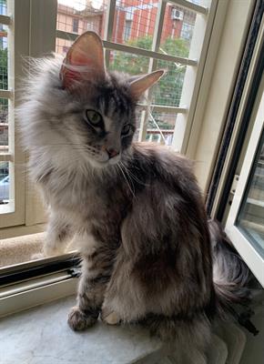MAINE COON DI 1 ANNO